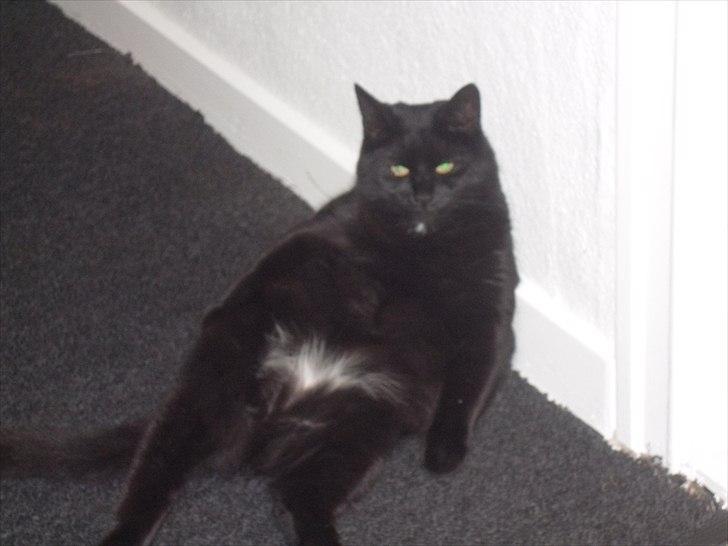 Huskat Nala billede 12