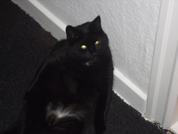 Huskat Nala billede 13