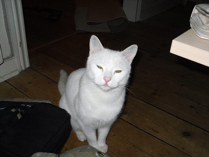 Huskat Simba billede 3