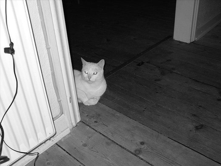 Huskat Simba billede 4