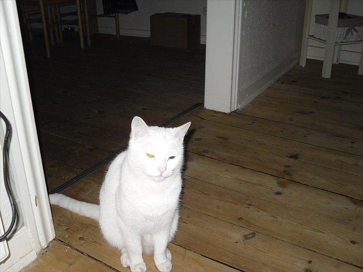 Huskat Simba billede 5