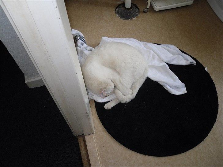 Huskat Simba billede 6