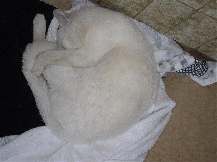 Huskat Simba billede 7