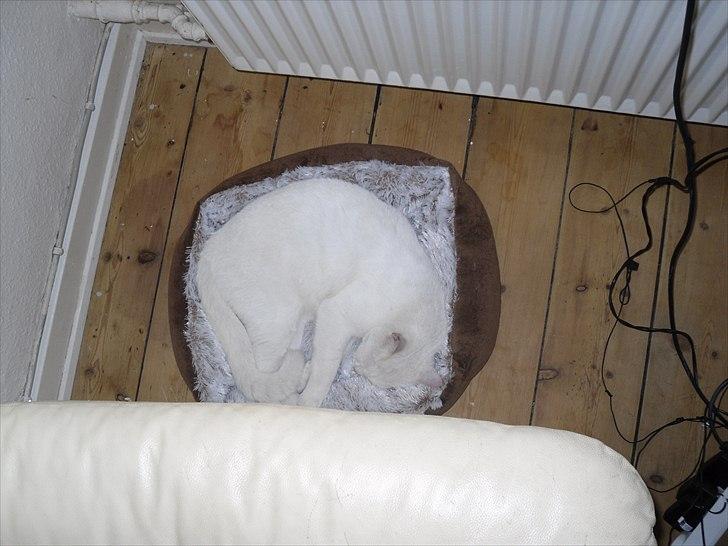 Huskat Simba billede 8