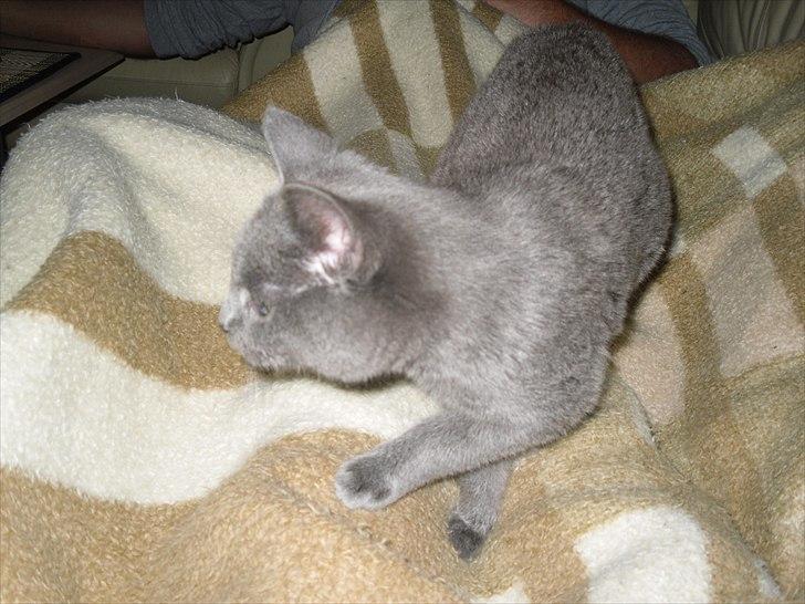 Huskat Lille My billede 6