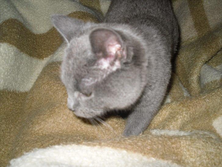 Huskat Lille My billede 7