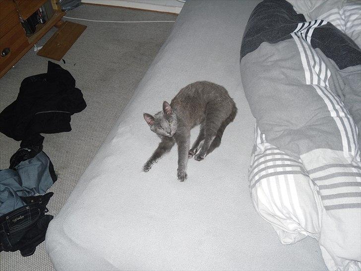 Huskat Lille My billede 9