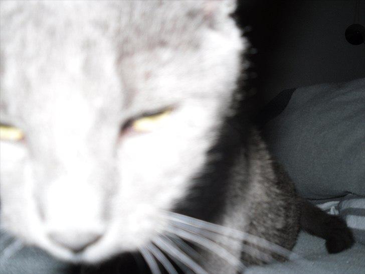 Huskat Lille My billede 10