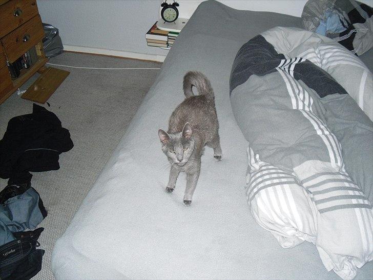 Huskat Lille My billede 11