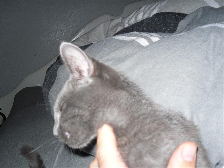 Huskat Lille My billede 12