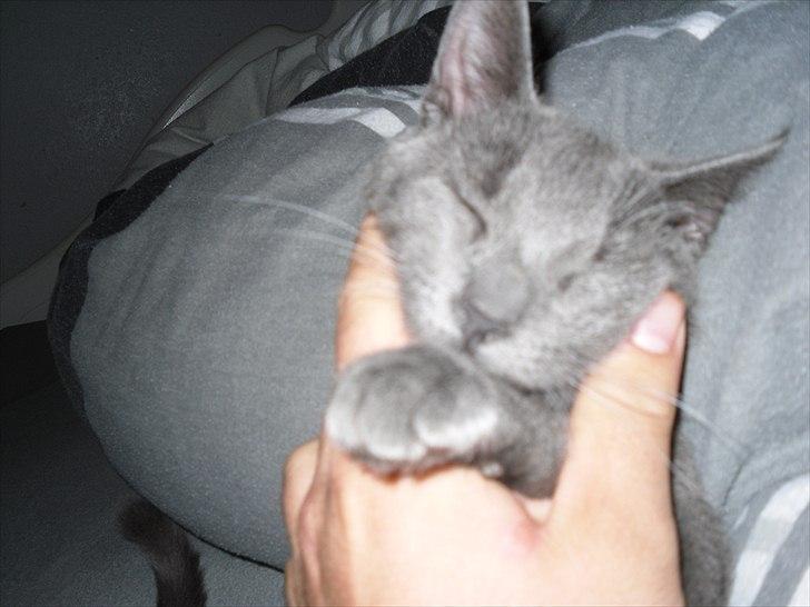 Huskat Lille My billede 13