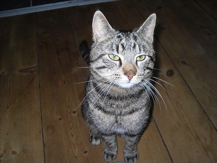 Huskat Store My billede 1