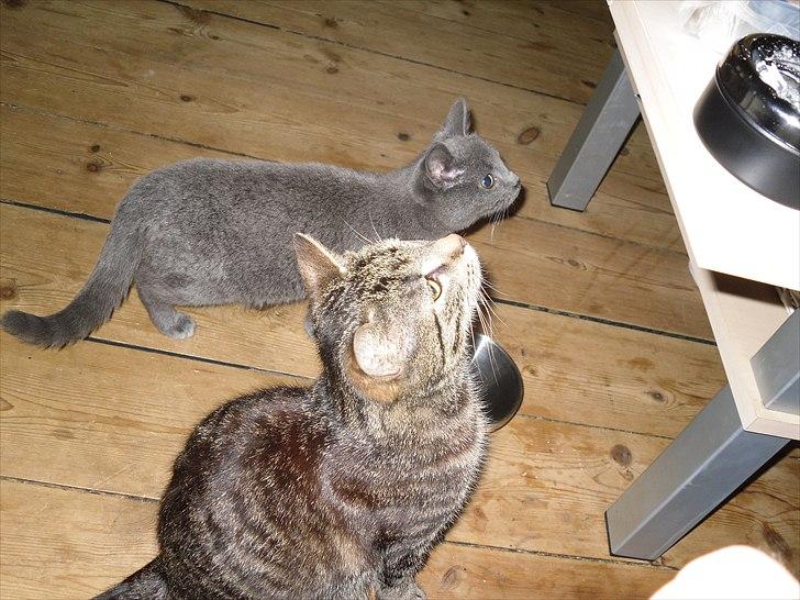 Huskat Store My billede 2