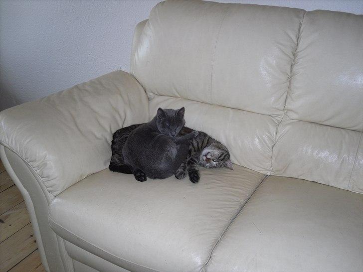 Huskat Store My billede 3