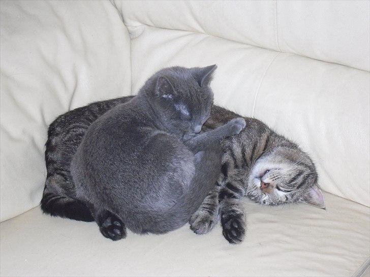 Huskat Store My billede 4