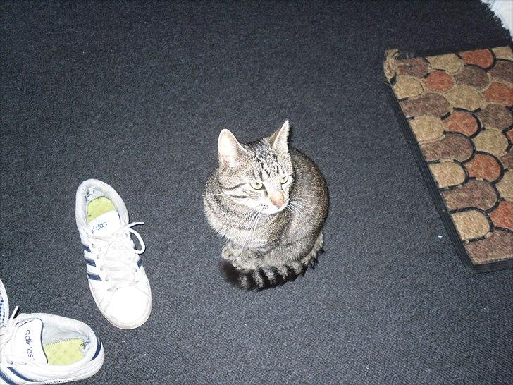 Huskat Store My billede 5