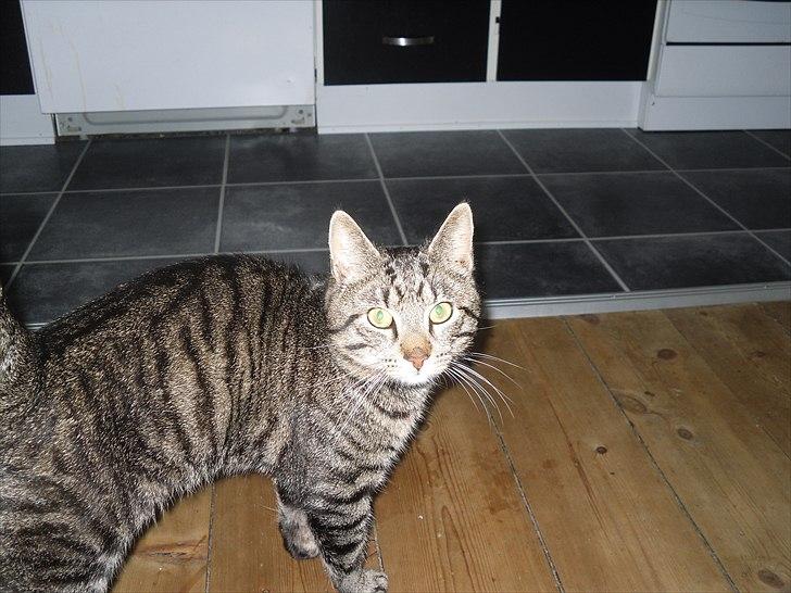 Huskat Store My billede 6