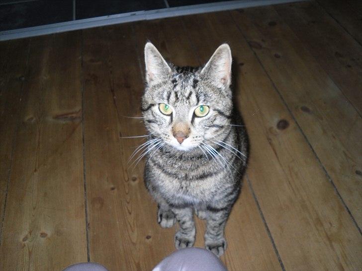 Huskat Store My billede 8