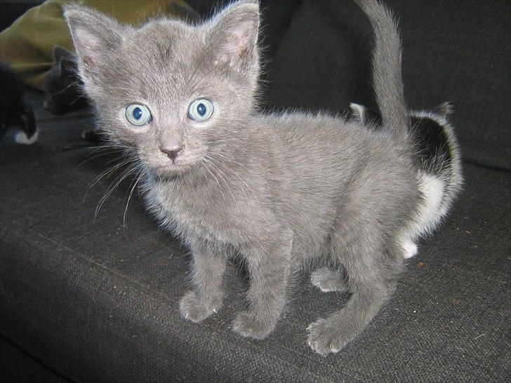 Blanding af racer Jannik billede 1