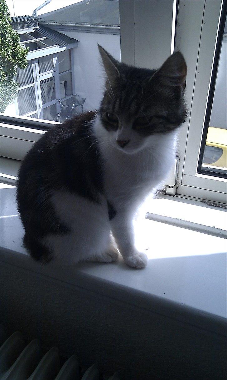 Blanding af racer Mila - Så bliver der holdt vagt. billede 12