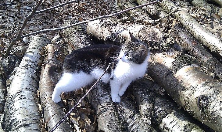 Blanding af racer Mila - Mila på tur i skoven. billede 13