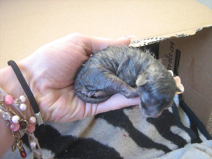 Blanding af racer Jannik - Her er jeg lige blevet født.... billede 2