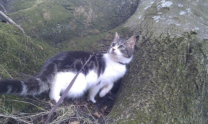 Blanding af racer Mila - Mila på tur i skoven. billede 14