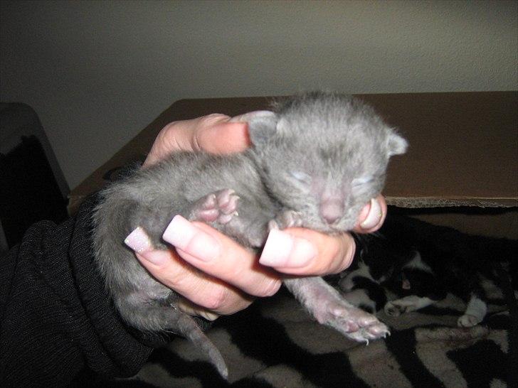 Blanding af racer Jannik - Her er jeg 1 uge... billede 3