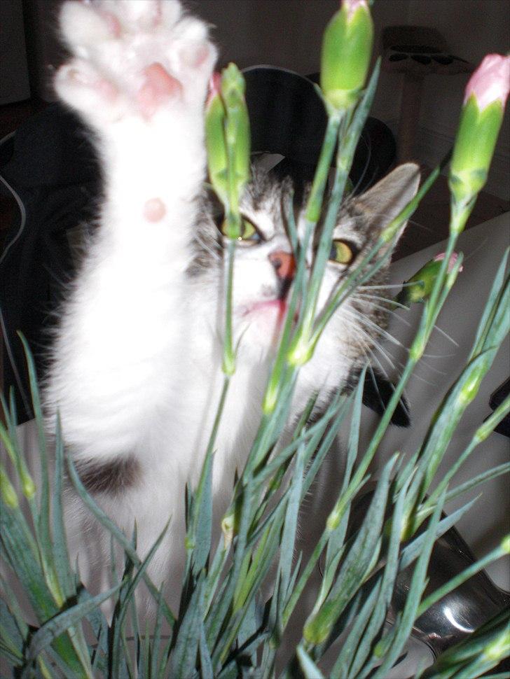 Blanding af racer Mila - High five. billede 15