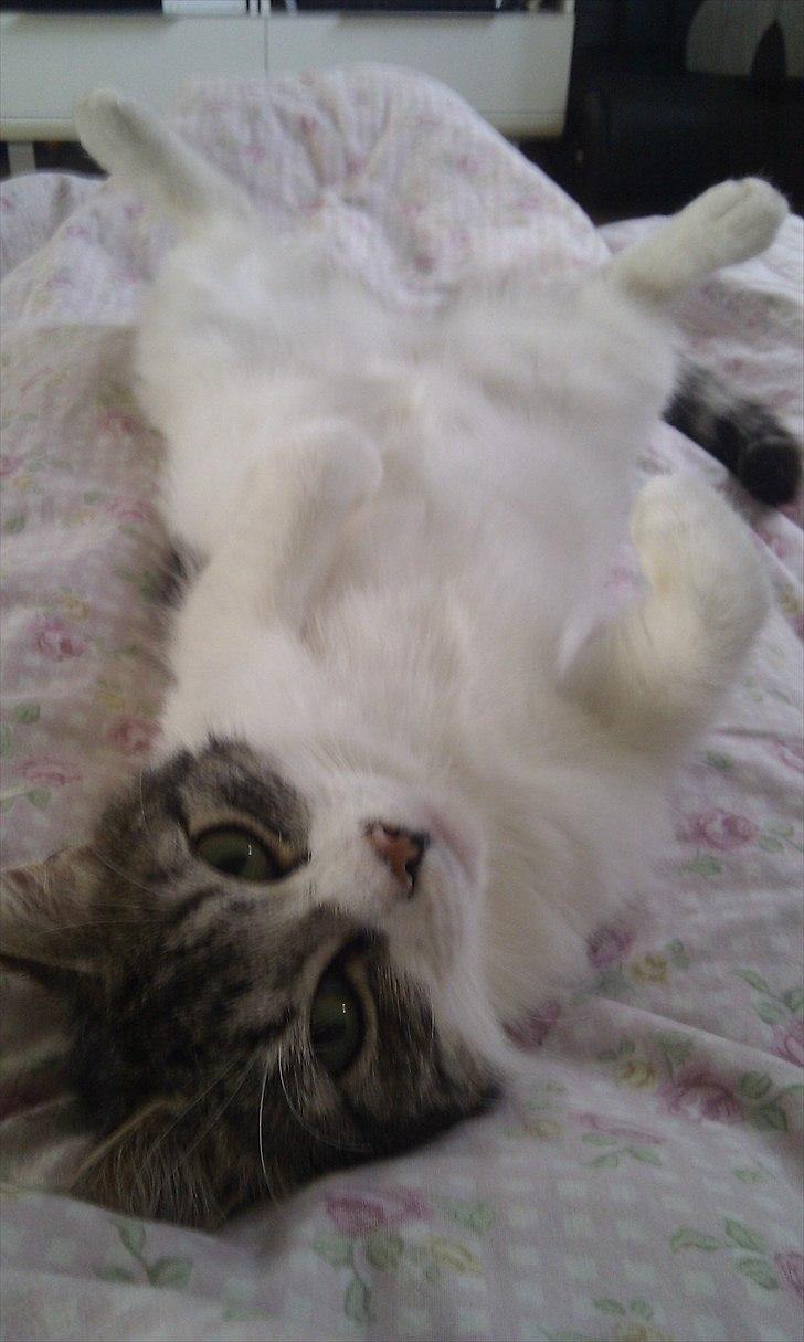 Blanding af racer Mila - Nusser du mig ikke på maven. billede 16