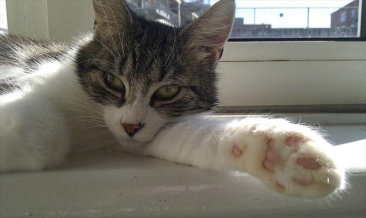 Blanding af racer Mila - Nu skal vi slappe af. billede 17