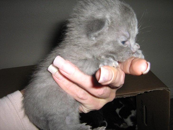 Blanding af racer Jannik - Her er jeg 2 uger, og har lige fået øjne.... billede 4