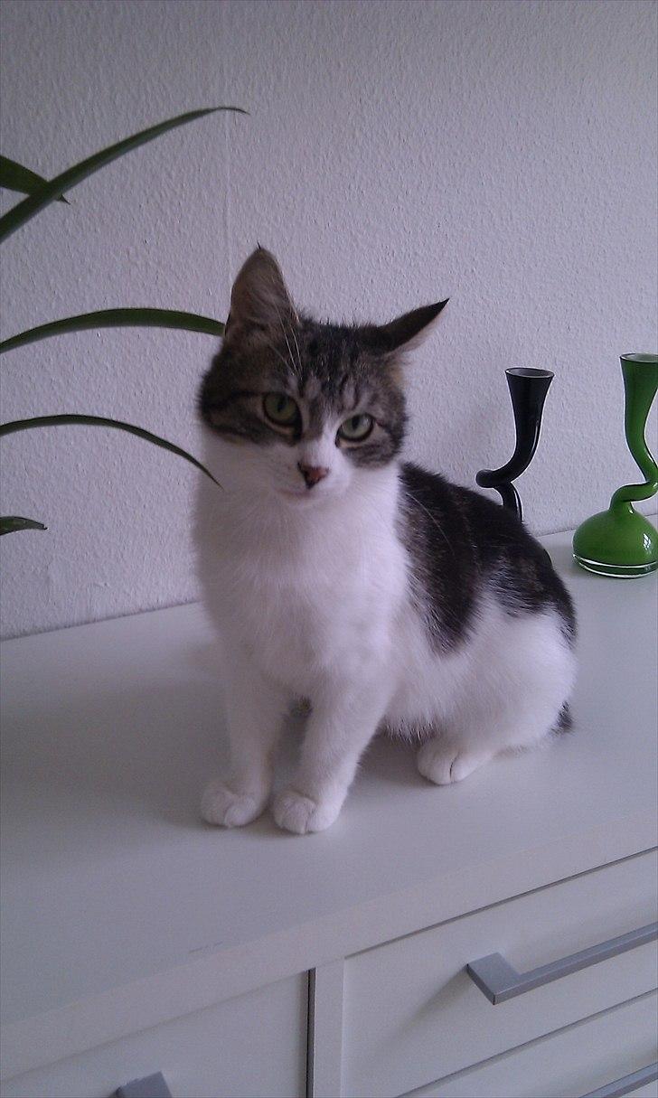 Blanding af racer Mila - Jeg står bare her og ser sød ud :) billede 18