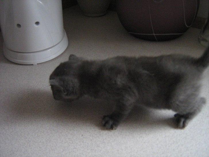 Blanding af racer Jannik - Her er jeg 3 uger... billede 5