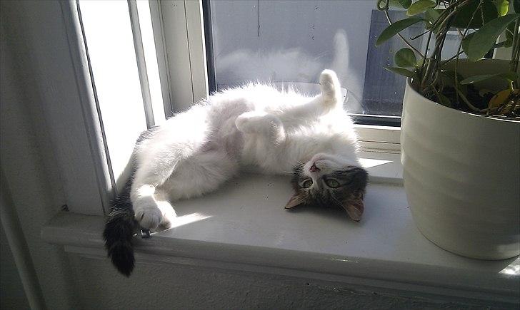 Blanding af racer Mila - Så kom solen :) billede 19