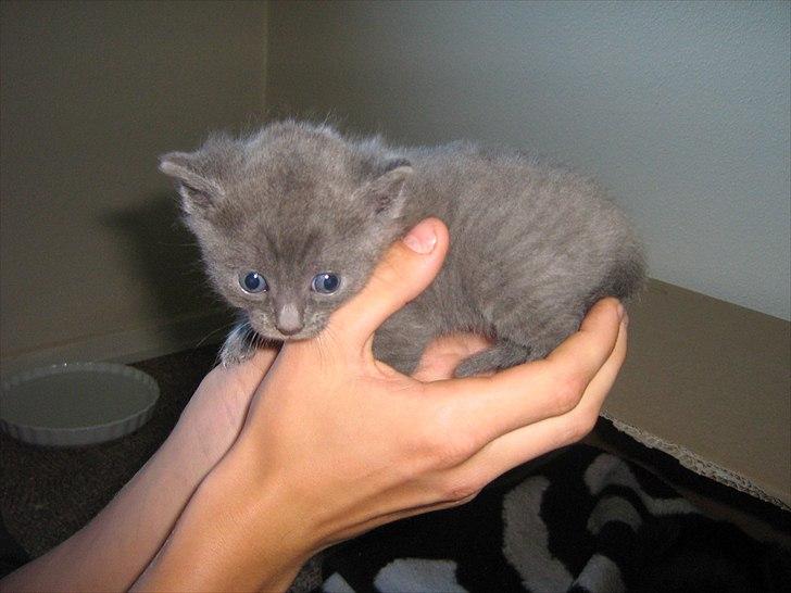 Blanding af racer Jannik - Her er jeg 4 uger... billede 6