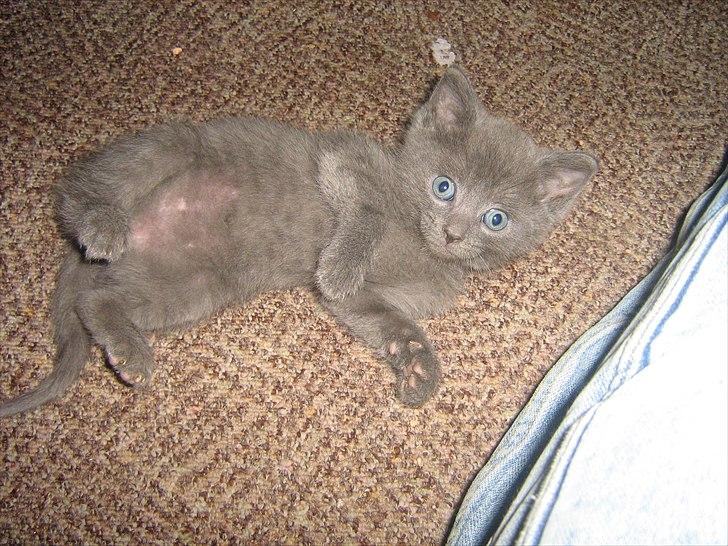 Blanding af racer Jannik - Her er jeg 6 uger.... billede 7