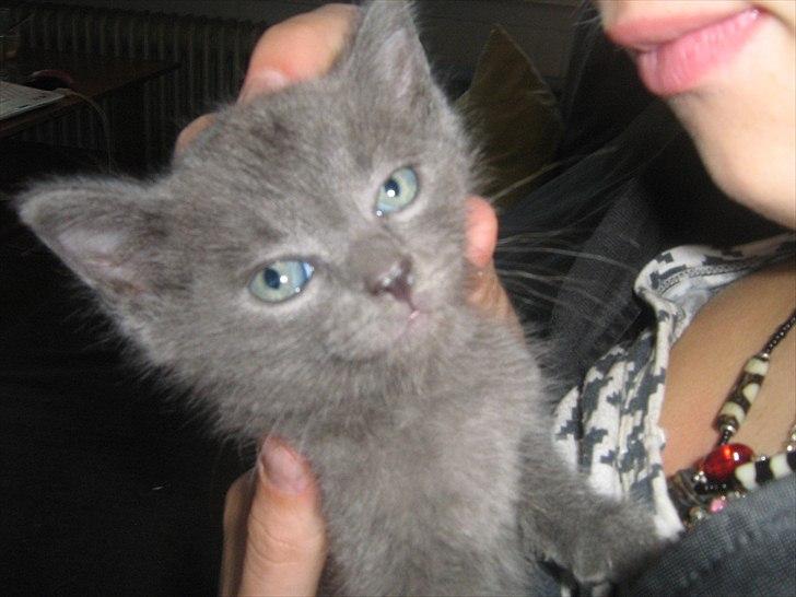 Blanding af racer Jannik - Her er jeg 8 uger.... billede 8