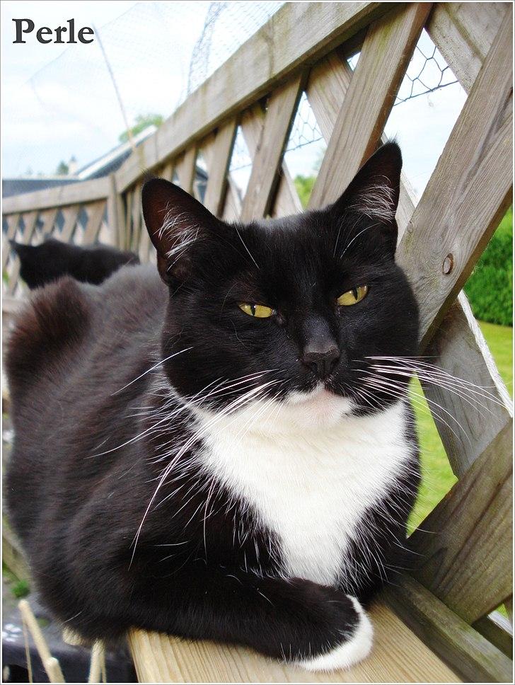 Huskat *Perle*^* Med to piger*^* billede 1