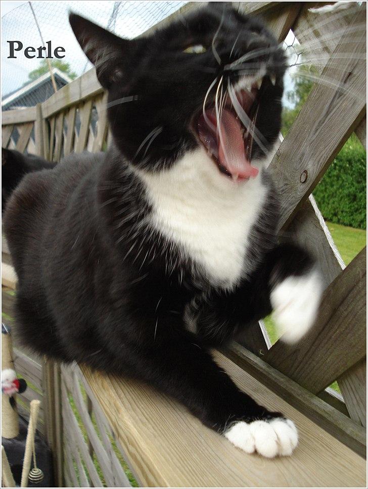 Huskat *Perle*^* Med to piger*^* billede 3