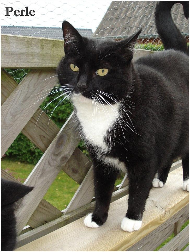 Huskat *Perle*^* Med to piger*^* billede 4