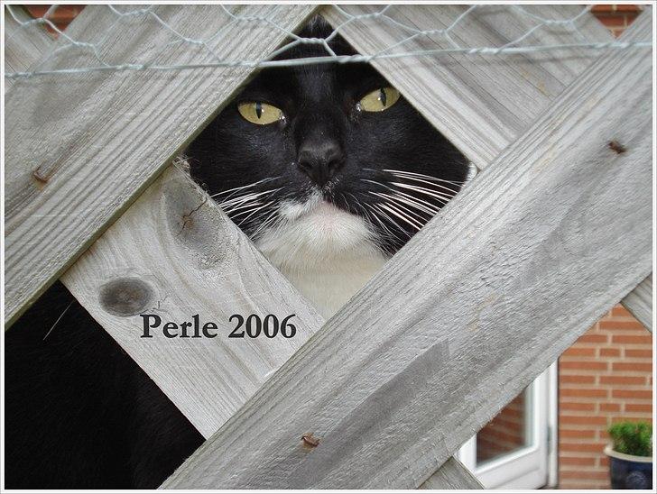 Huskat *Perle*^* Med to piger*^* billede 2