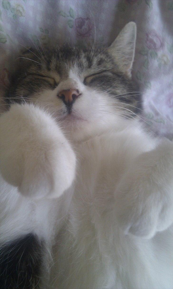 Blanding af racer Mila - Tror Mila drømmer. billede 20