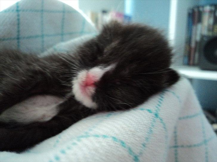 Huskat Lillemis billede 1