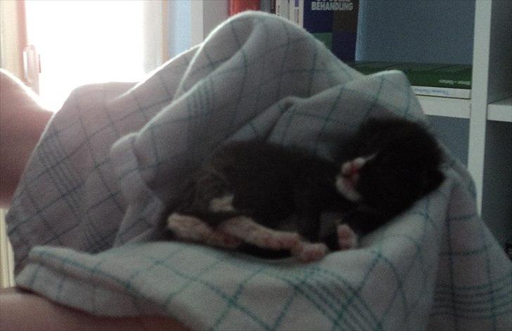 Huskat Lillemis billede 2