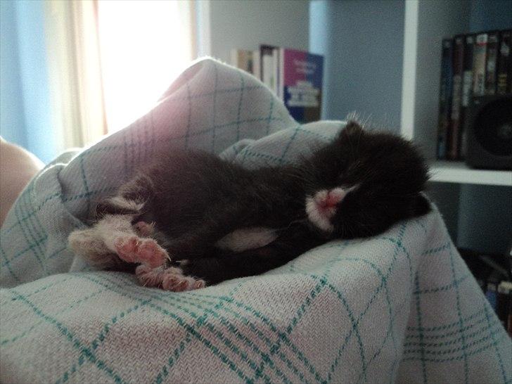 Huskat Lillemis billede 3