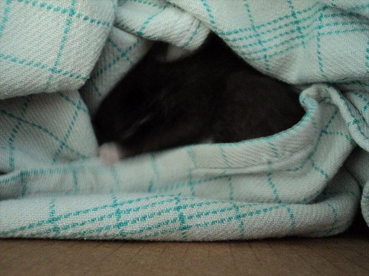 Huskat Lillemis billede 4