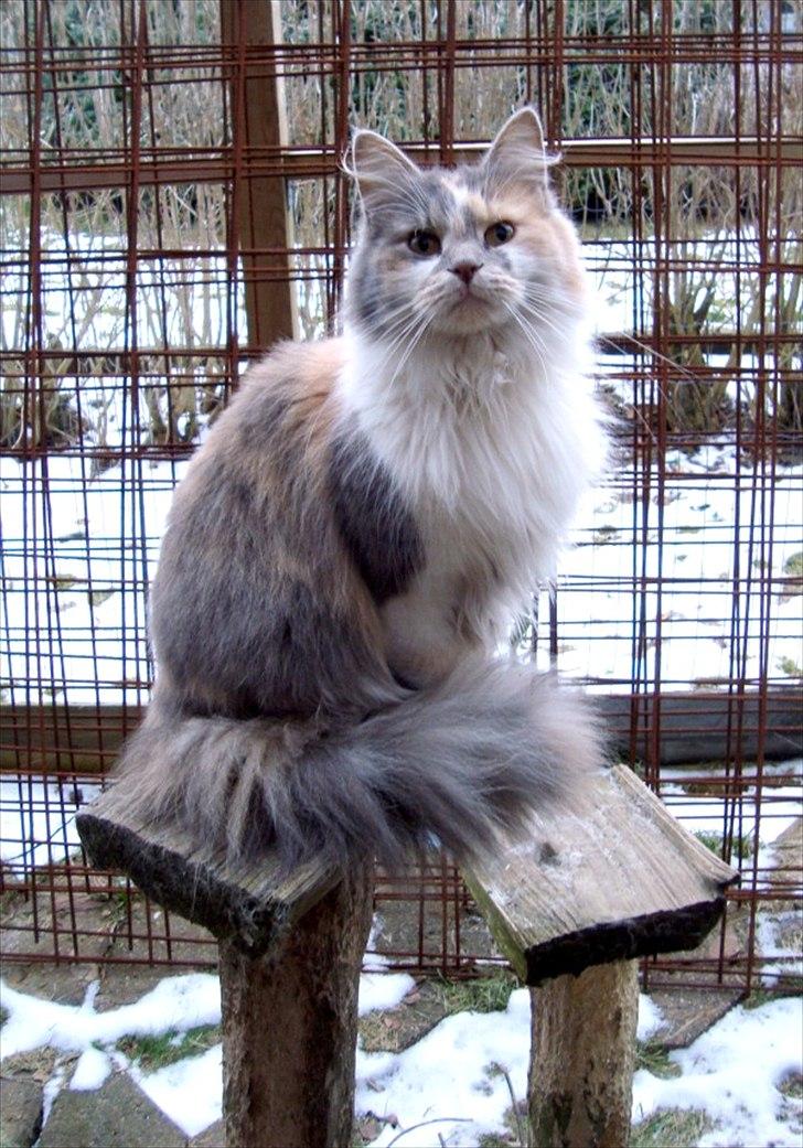 Blanding af racer Pusle Pii billede 1