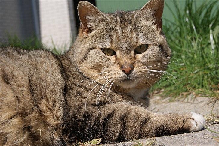 Huskat Miszer billede 1