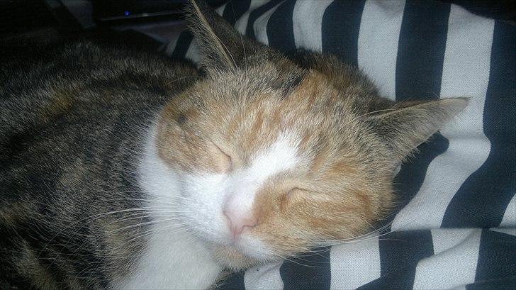 Huskat Gucci billede 12